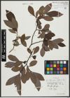 Foto von Salix appendiculata Vill.